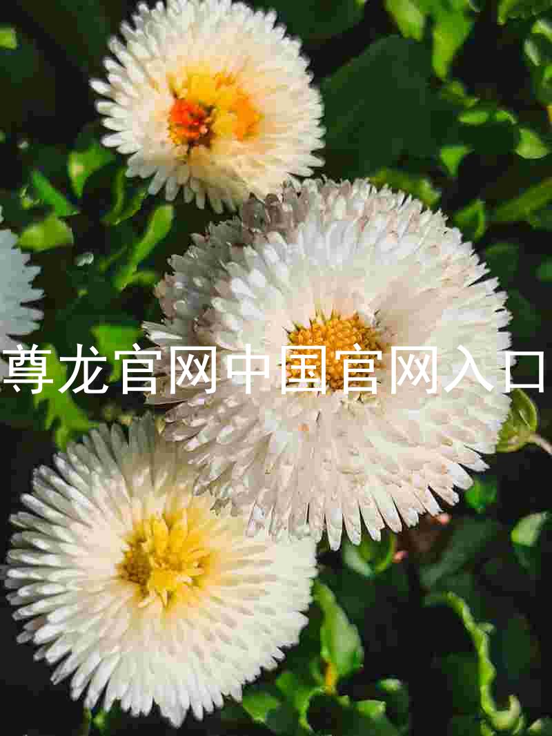尊龙官网中国官网入口